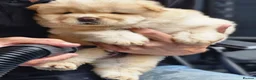 Chow Chow dogs for sale: Show stopping DWKC black male and female chow pup - Advert 16