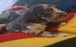 Cockerdor dogs for sale: Rare coloured stunning Cockerdor pups  - Image 11