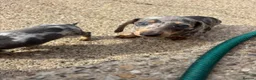 Miniature Dachshund dogs for sale: Miniature dachshunds - Advert 37