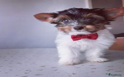 Yorkshire Terrier dogs for sale: Biewer Yorkshire Terrier🐶 Two Boys🧬PURE BLOOD in Hull - Image 28