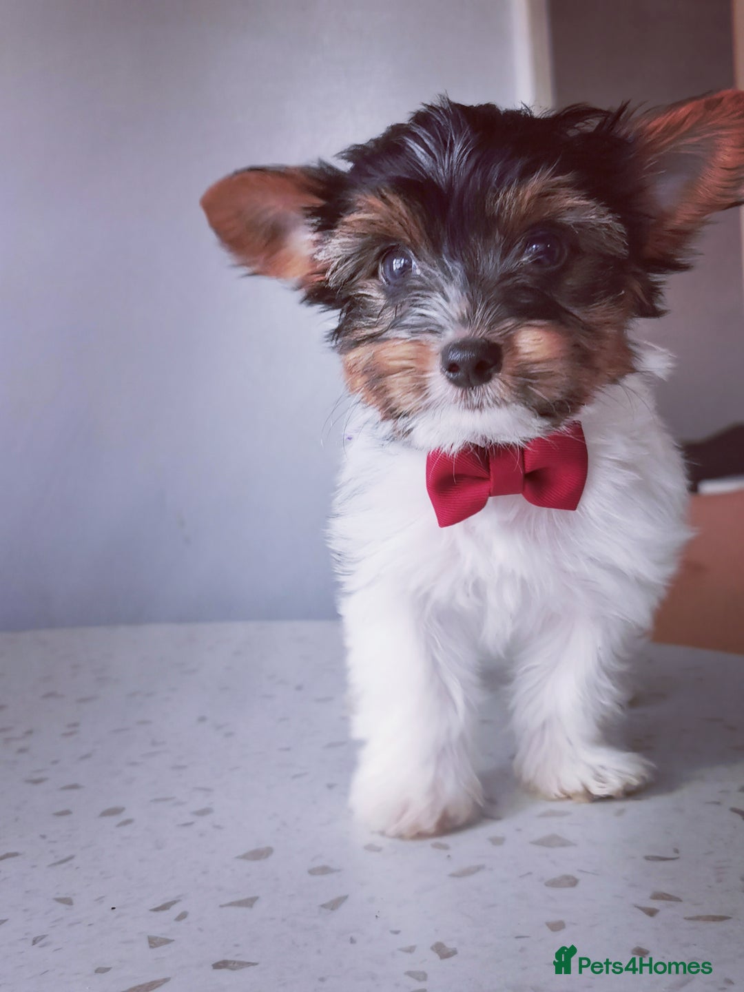 Yorkshire Terrier dogs for sale: Biewer Yorkshire Terrier🐶 Two Boys🧬PURE BLOOD in Hull - Image 28