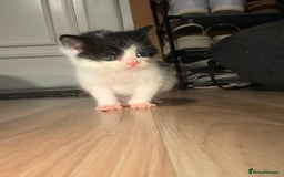 Turkish Van cats for sale: Turkish van kittens - Image 8