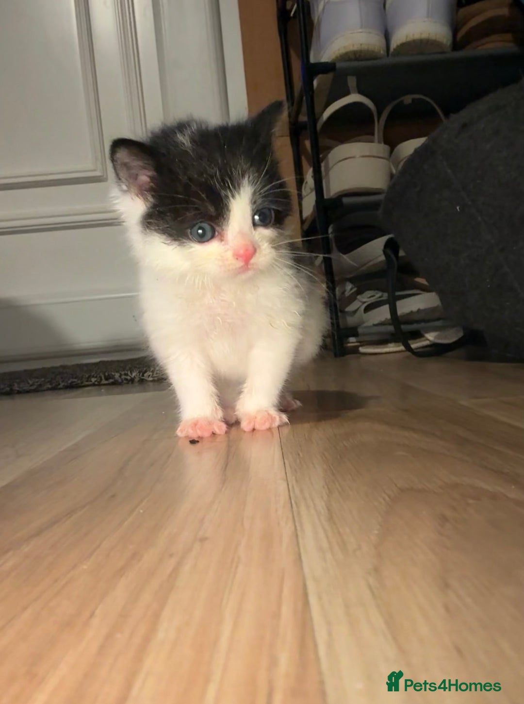 Turkish Van cats for sale: Turkish van kittens - Image 8