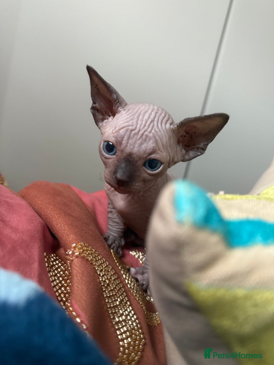 Sphynx cats for sale: Amazing kitten looking for family  - Image 8