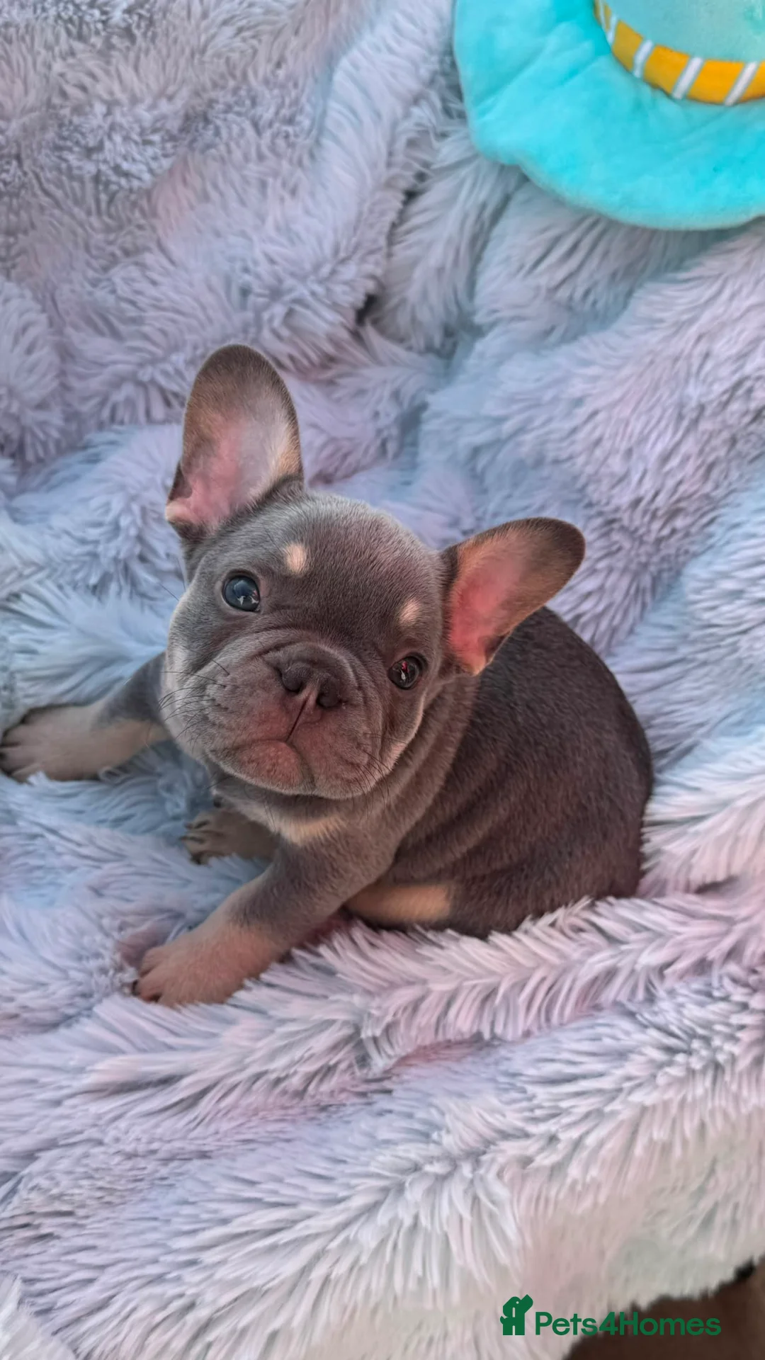 French Bulldog dogs for sale: 7 pure-bred Lilac and Chocolate Puppies  in Birmingham - Advert 39