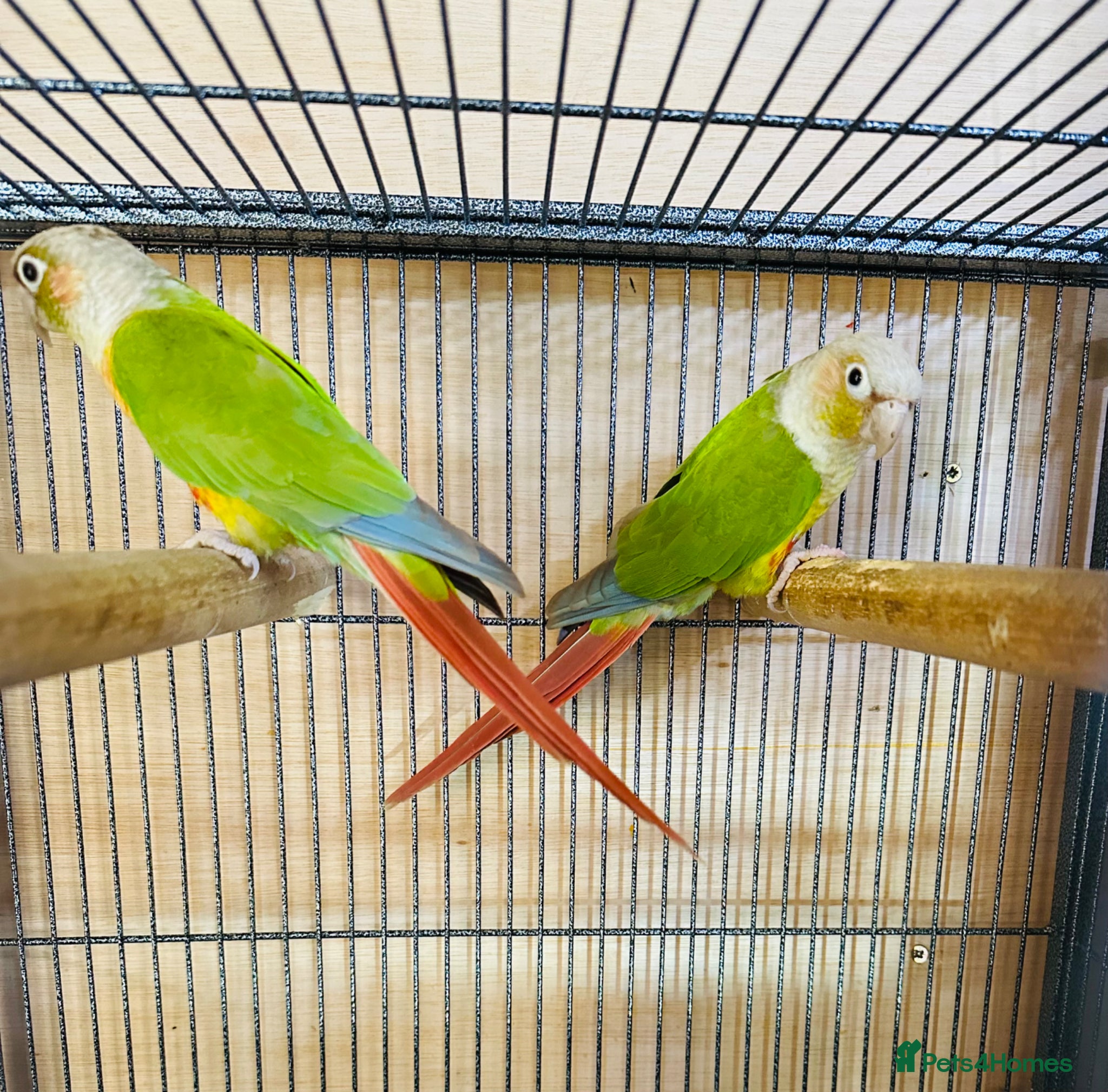 Conures birds Bonding Pair of Conures  - Advert 10