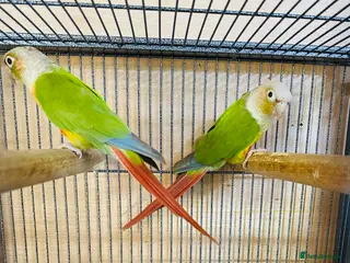 Conures birds Bonding Pair of Conures - Advert 10