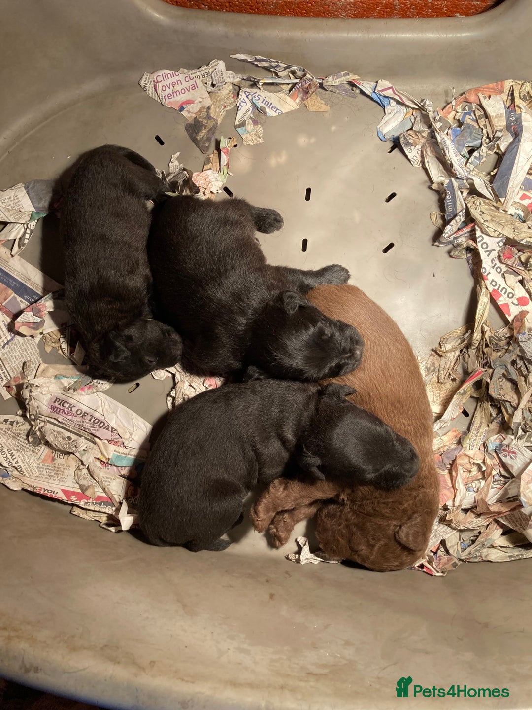 Patterdale Terrier dogs for sale: Working bred pups for sale  - Advert 2
