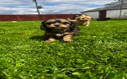 Cavapoo dogs for sale: Top Class Cavapoo pups double vaccinated! - Image 14