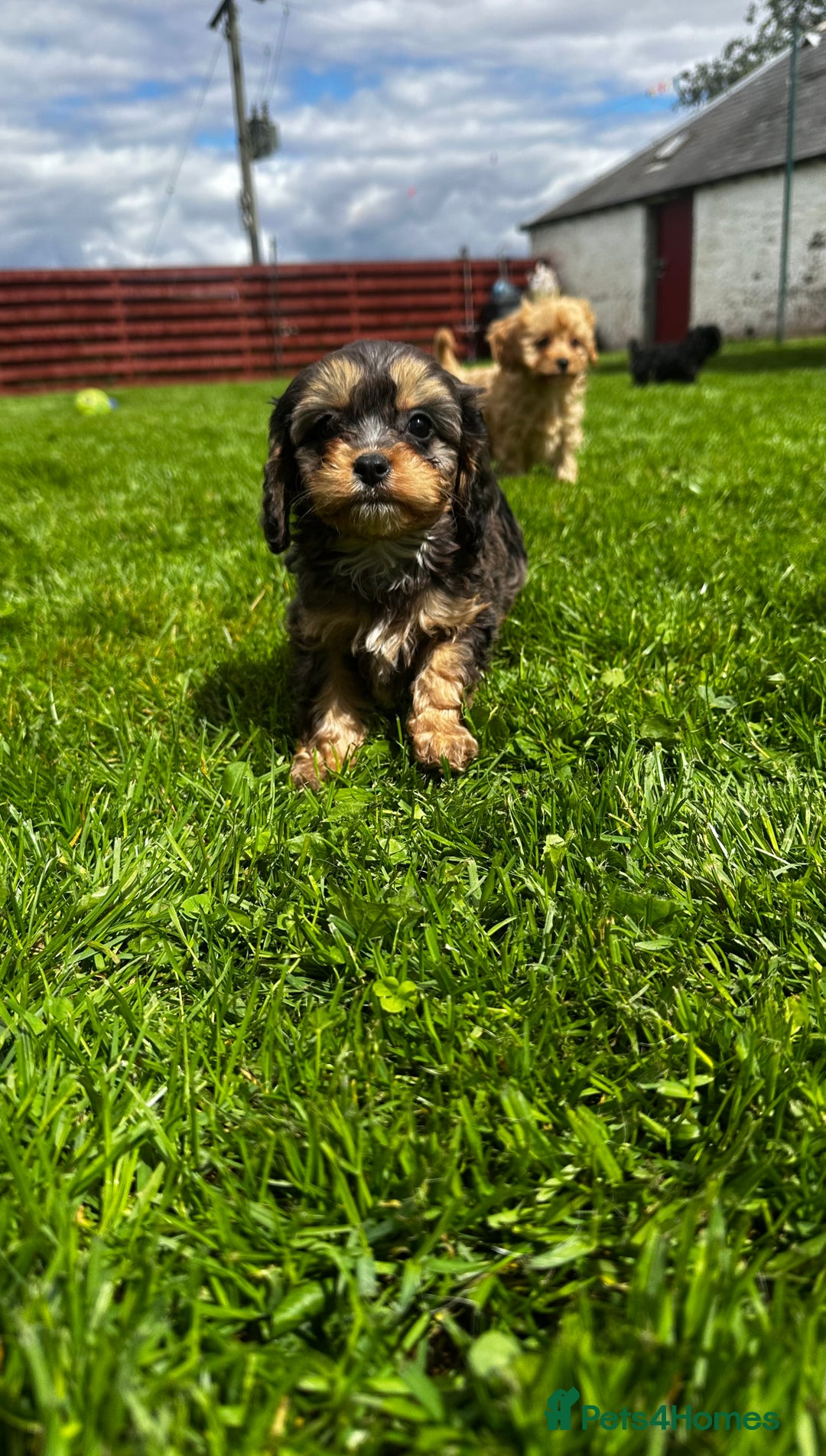 Cavapoo dogs for sale: Top Class Cavapoo pups double vaccinated! - Image 14