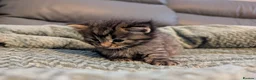 Mixed Breed cats for sale: Adorable kittens looking for forever home  in Pershore - Advert 4
