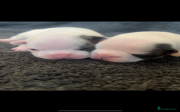 French Bulldog dogs for sale: Kc registered french bulldog puppies available 🐶 - Image 7