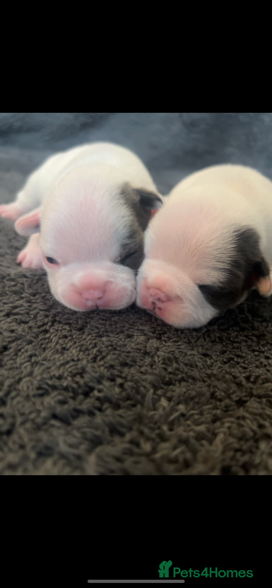 French Bulldog dogs for sale: Kc registered french bulldog puppies available 🐶 - Image 7