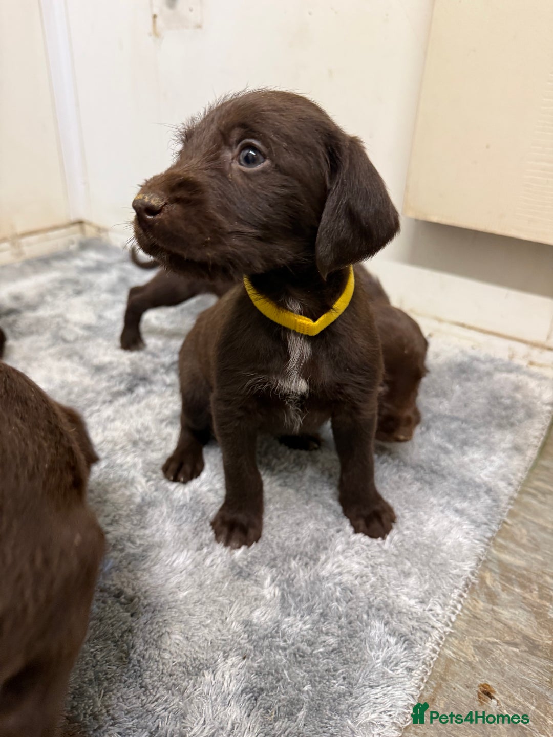 German Wirehaired Pointer dogs for sale: 11 German Wirehaired Pointer Puppys - Advert 5