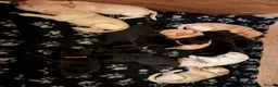 Labrador Retriever dogs for sale: KC Registered Labrador Puppies - Advert 5