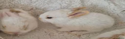 Mixed Breed rabbits for sale: 8 lovely mixed breed rabbits  - Advert 6