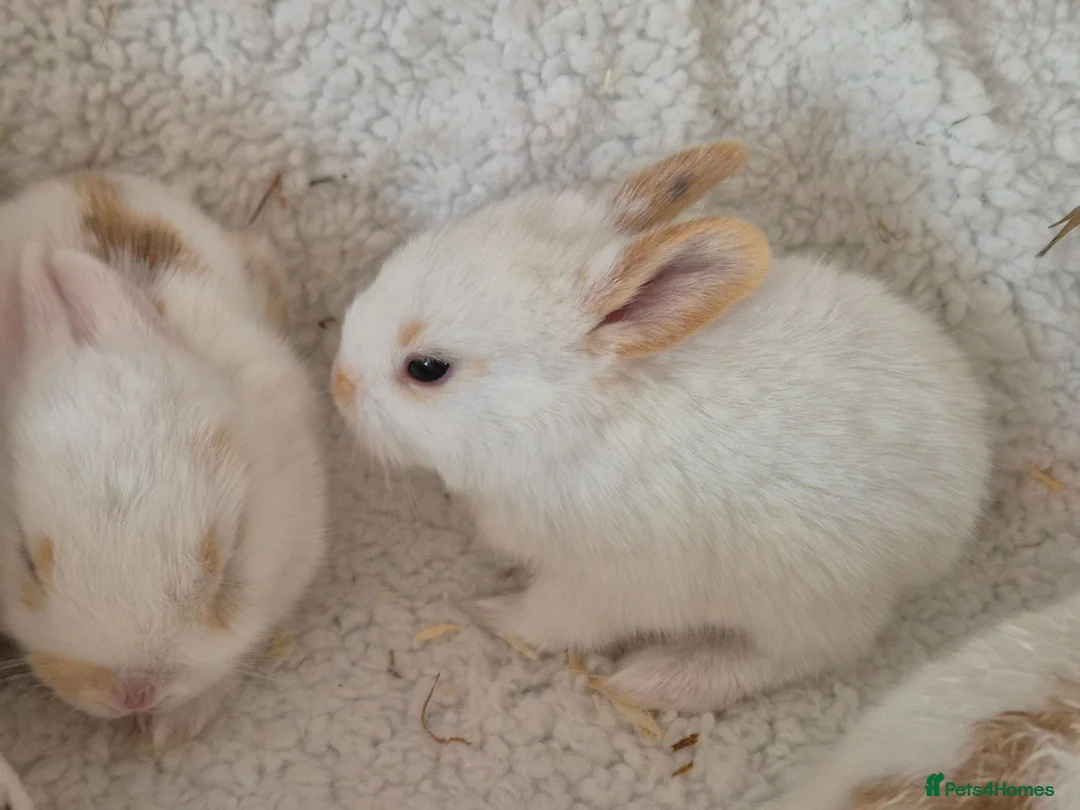 Mixed Breed rabbits for sale: 8 lovely mixed breed rabbits  - Advert 6