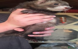 Ferret rodents for sale: ferret kits hobs and jills for sale - Image 8