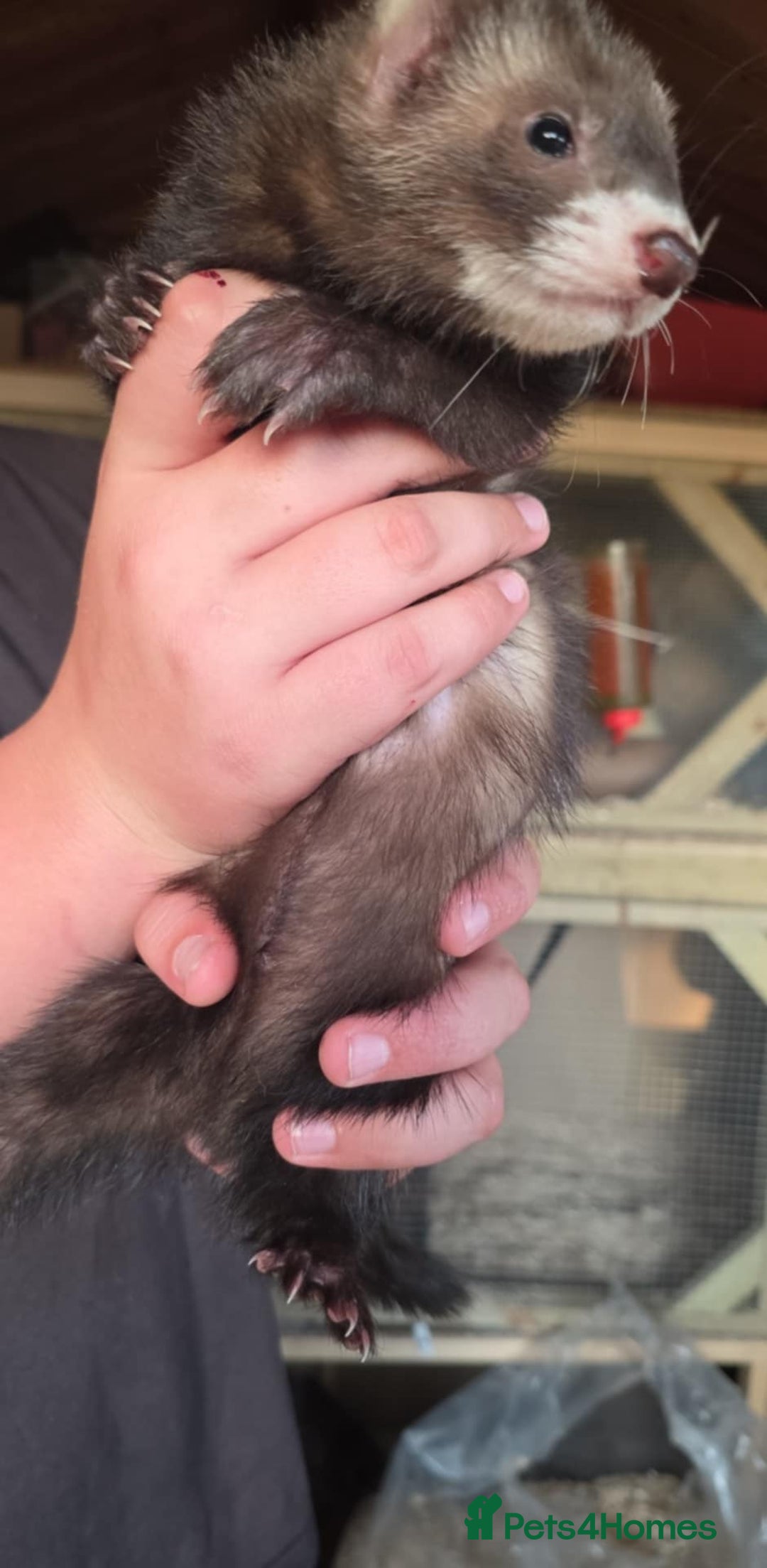 Ferret rodents for sale: ferret kits hobs and jills for sale - Image 8