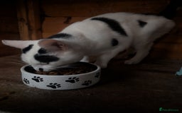 Mixed Breed cats for sale: We are Domino and Dora - Image 7