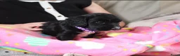 Cockapoo dogs for sale: Cockerpoo puppies  - Advert 14