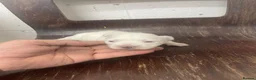 Maltese dogs for sale: 4 Maltese Puppies - Advert 10