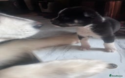 Mixed Breed dogs for sale: Bullimute - Advert 16