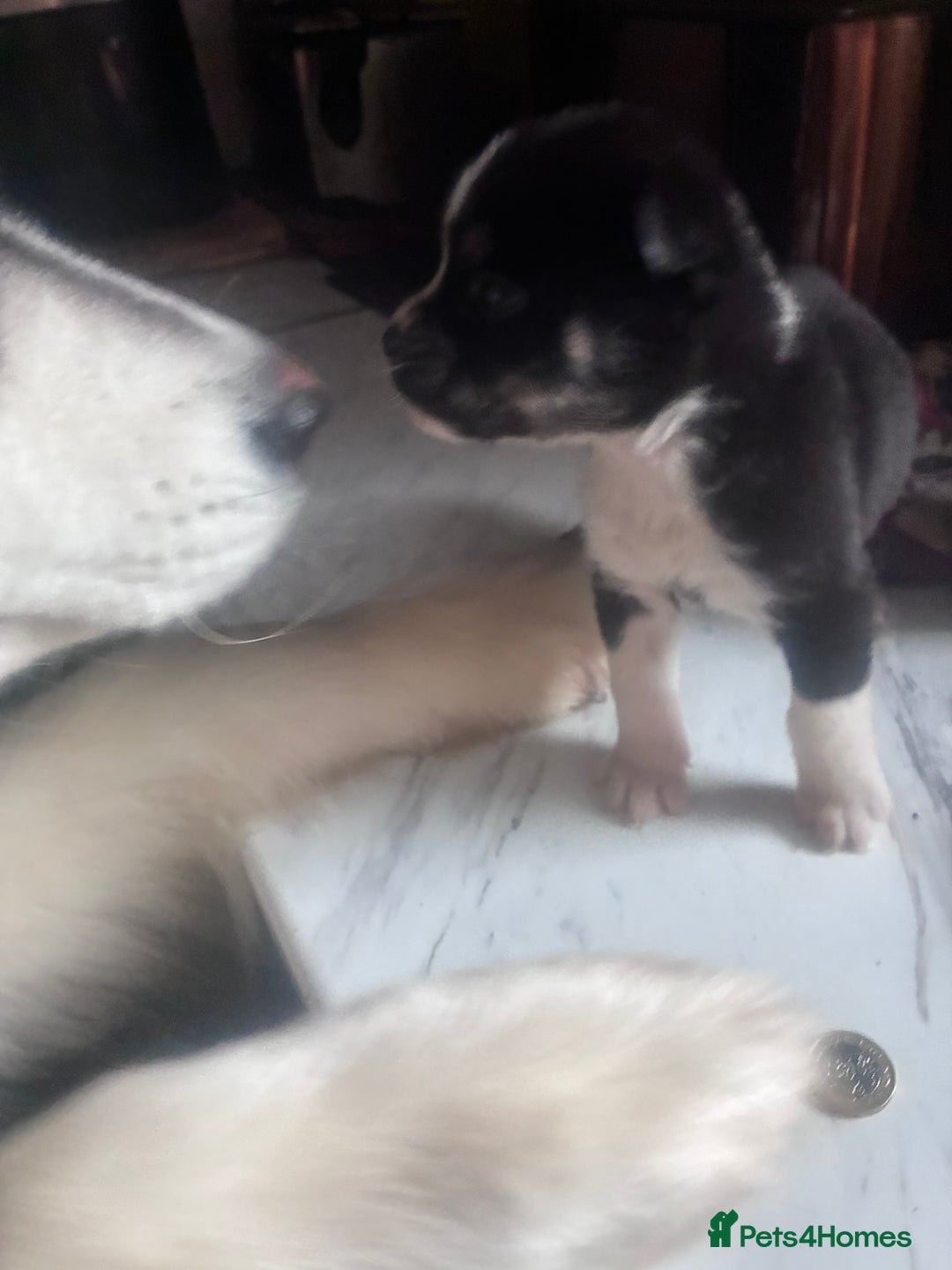 Mixed Breed dogs for sale: Bullimute - Advert 16