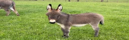 Donkey livestock for sale: Miniature Mediterranean Donkey  - Advert 1