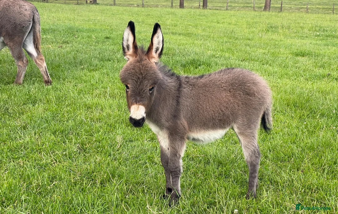 Donkey livestock for sale: Miniature Mediterranean Donkey  - Advert 1