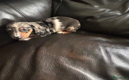 Miniature Dachshund dogs for sale: Dachshund puppies boys and girls ready now - Image 29