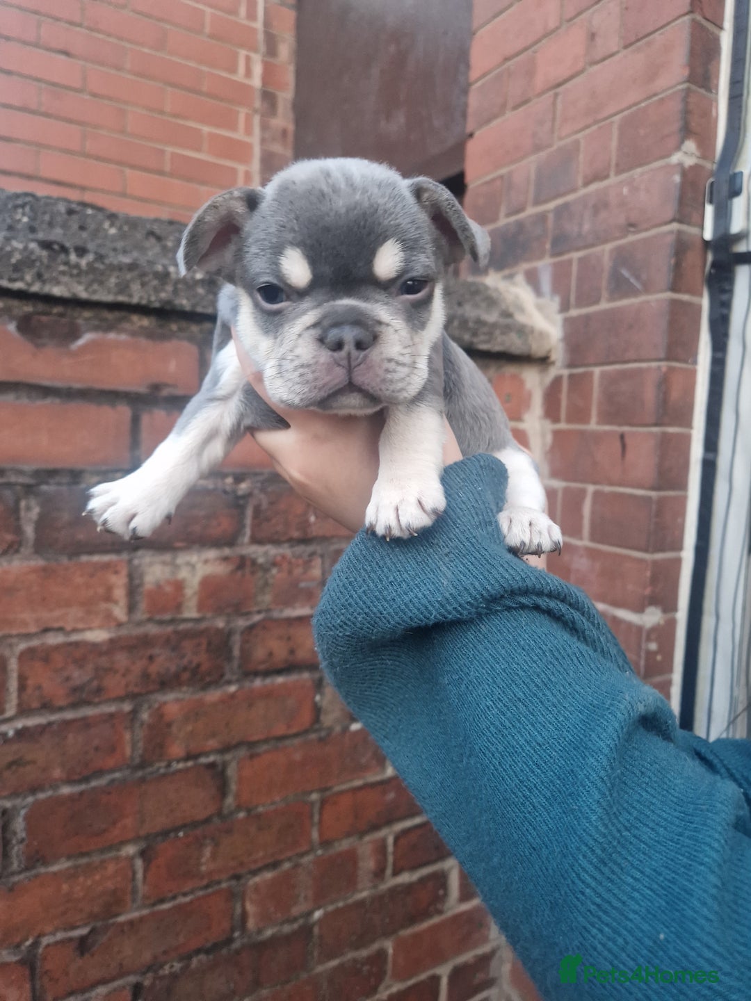French Bulldog dogs for sale: 6 beautiful frenchies  - Image 4