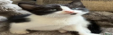 Turkish Angora 2