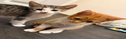 Mixed Breed cats for sale: Kittens looking for new home - Advert 7