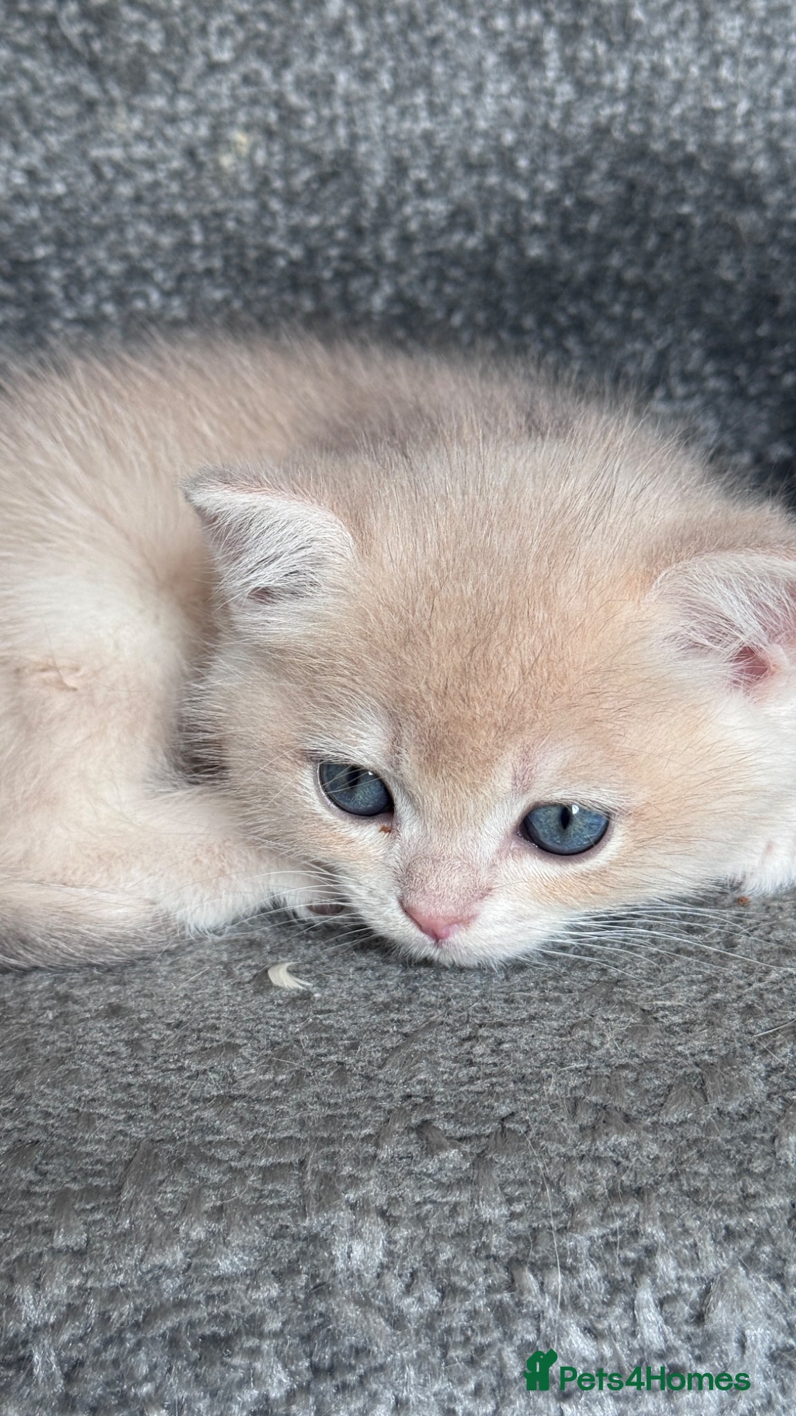 British Shorthair cats for sale: ADORABLE GCCF BSH CHOCOLATE GOLD KITTENS  - Advert 12