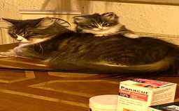 Siberian cats for sale: x5 Adorable Pure Siberian Kittens to re-home😻 - Image 5