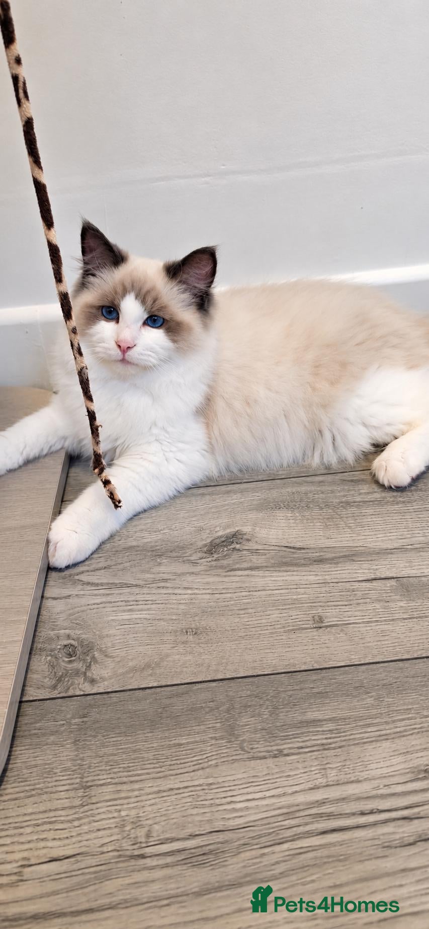 Ragdoll cats Beautiful GCCF-registered Ragdoll boys ready now. - Advert 2