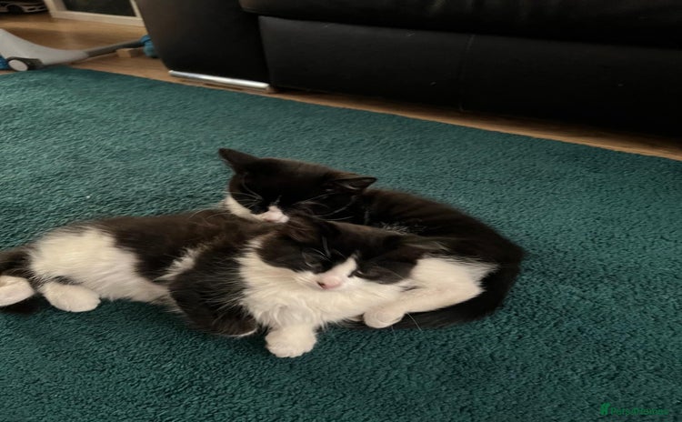 Mixed Breed cats - Advert 14
