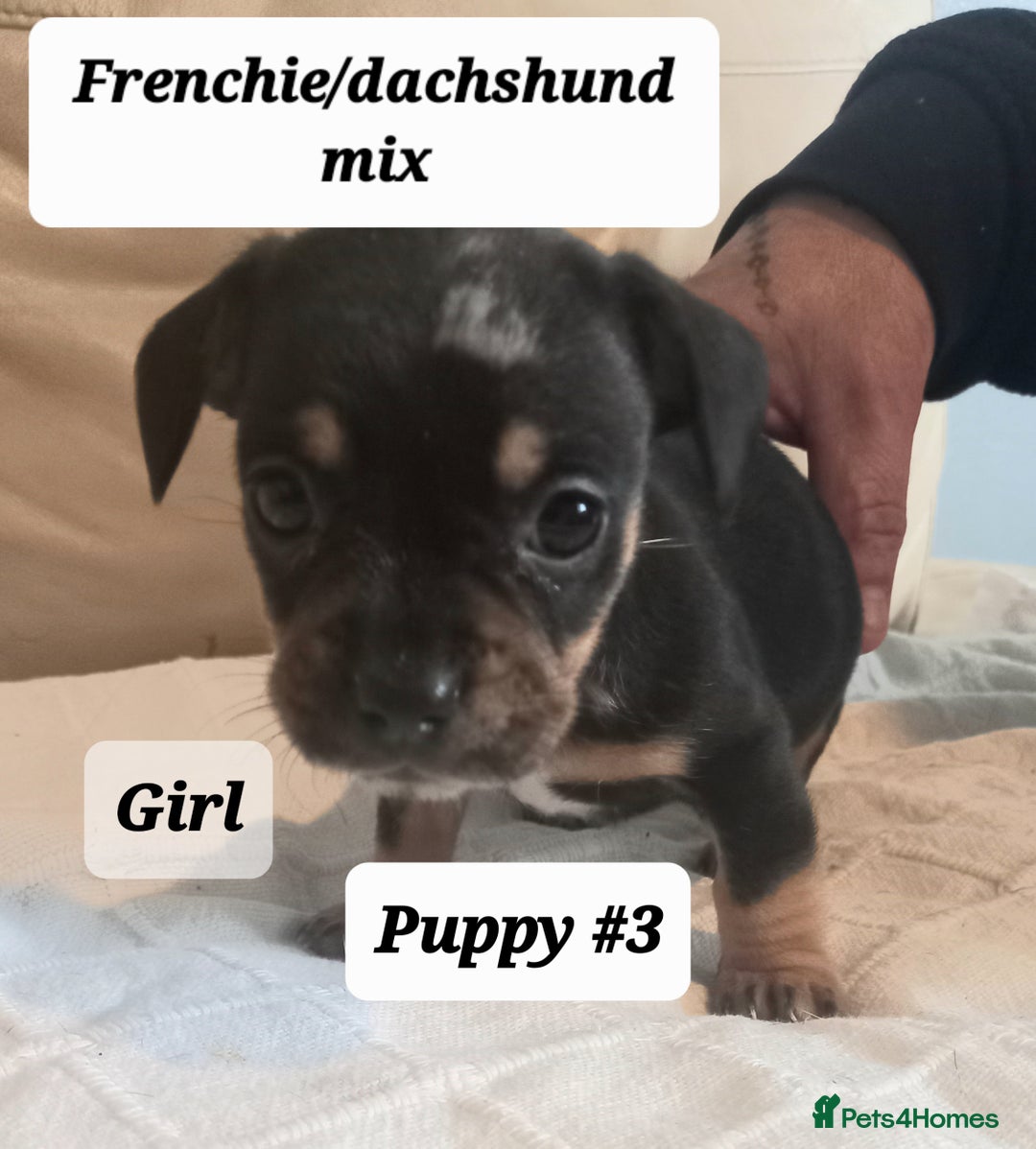 Mixed Breed dogs for sale: Frenchie/Dachshund puppies - Image 11