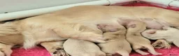 Miniature Dachshund dogs for sale: Adorable Creamy Miniature Dachshund Puppies in Solihull - Advert 2