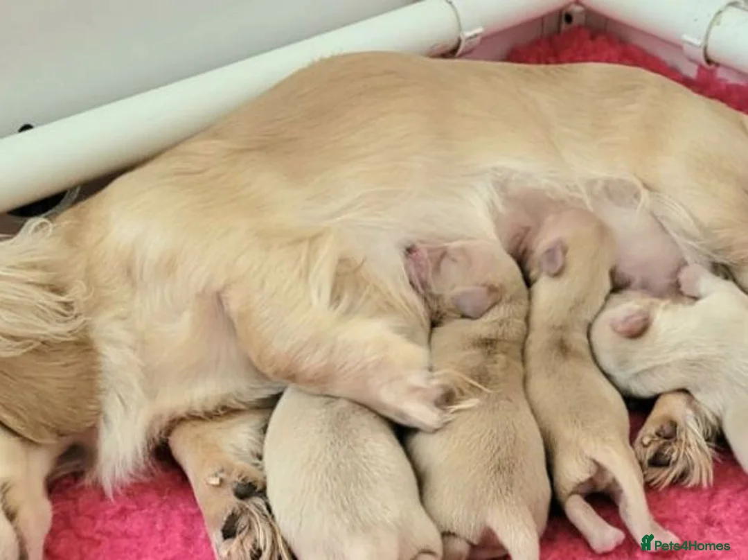 Miniature Dachshund dogs for sale: Adorable Creamy Miniature Dachshund Puppies in Solihull - Advert 2