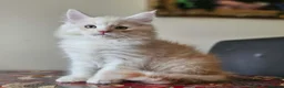 Maine Coon cats for sale: THIS LITTER ALL SOLD😸😸😸NEXT LTTER AUGUST 2026 - Advert 14