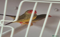 Canaries birds for sale: Canaries for sale beautiful markings  - Image 19