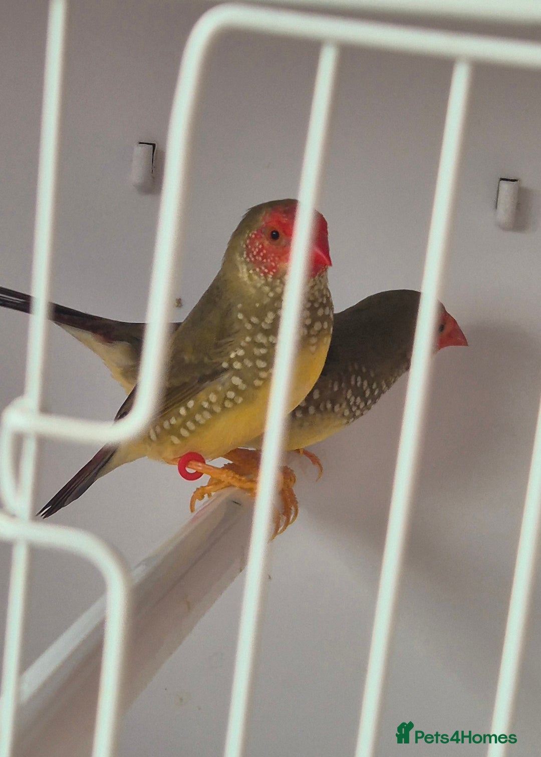 Canaries birds for sale: Canaries for sale beautiful markings  - Image 19