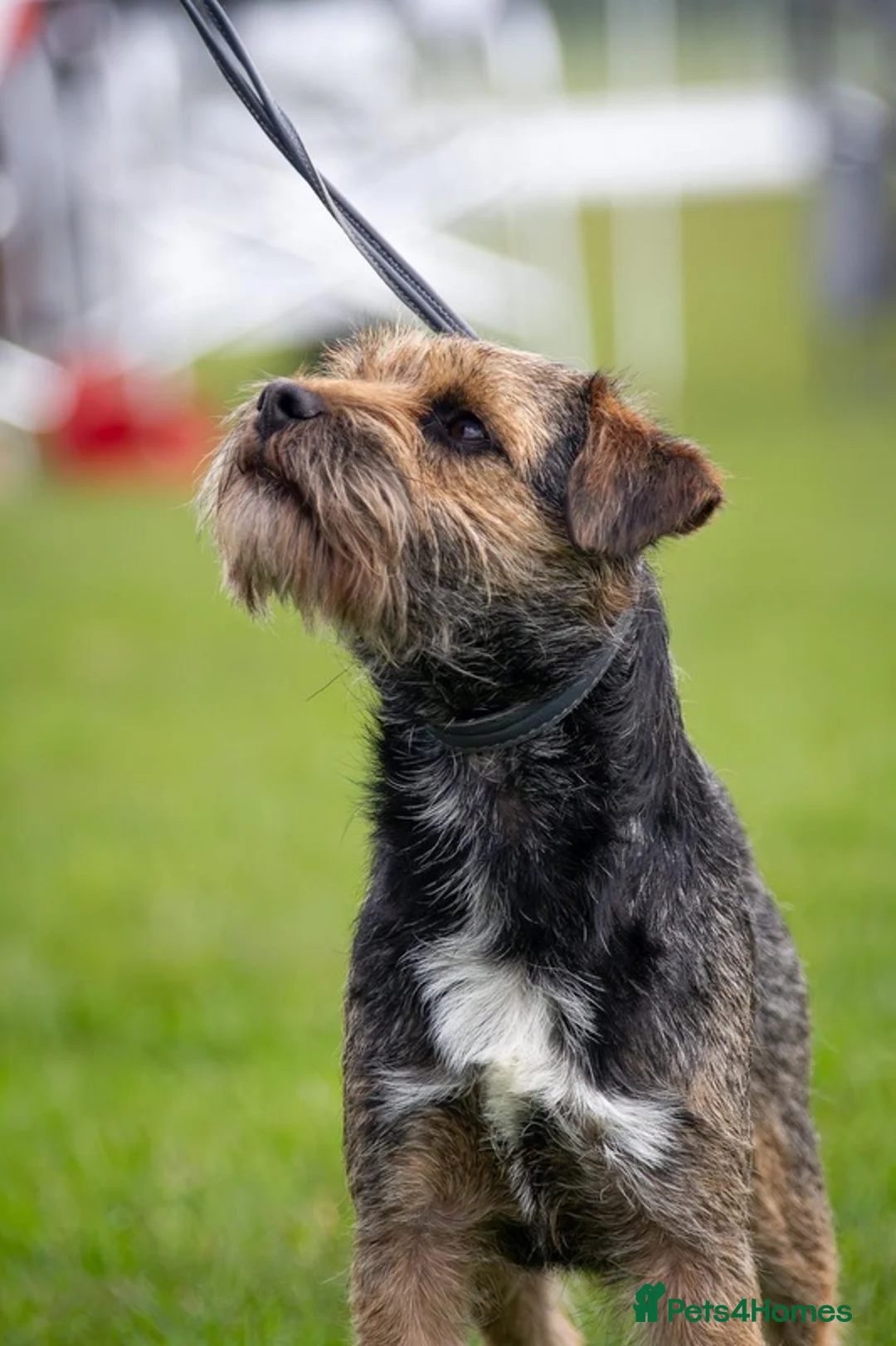 Border Terrier dogs for sale: Stunning litter of Kc Registered Border terriers - Advert 11