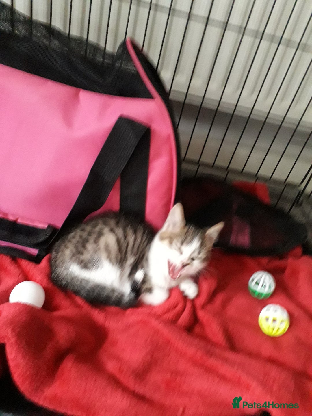 Mixed Breed cats for sale: Beautiful kittens  - Image 7