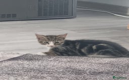 Mixed Breed cats for sale: ******s - Image 9