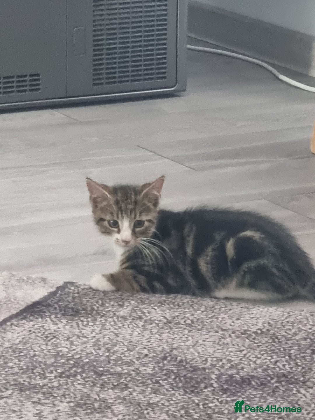 Mixed Breed cats for sale: ******s - Image 9