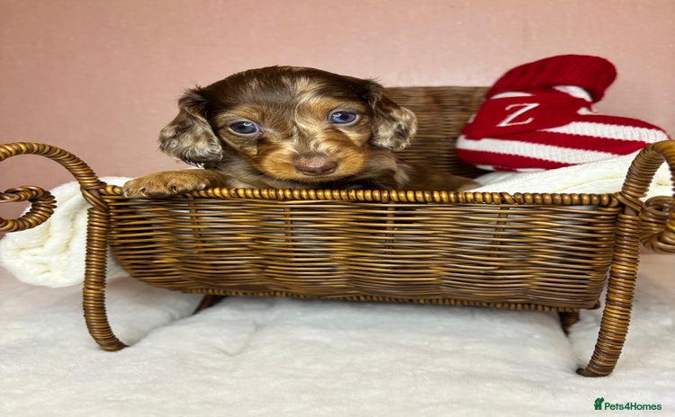 Miniature Dachshund dogs Champion Longhaired Miniature Dachshund Puppies - Advert 2