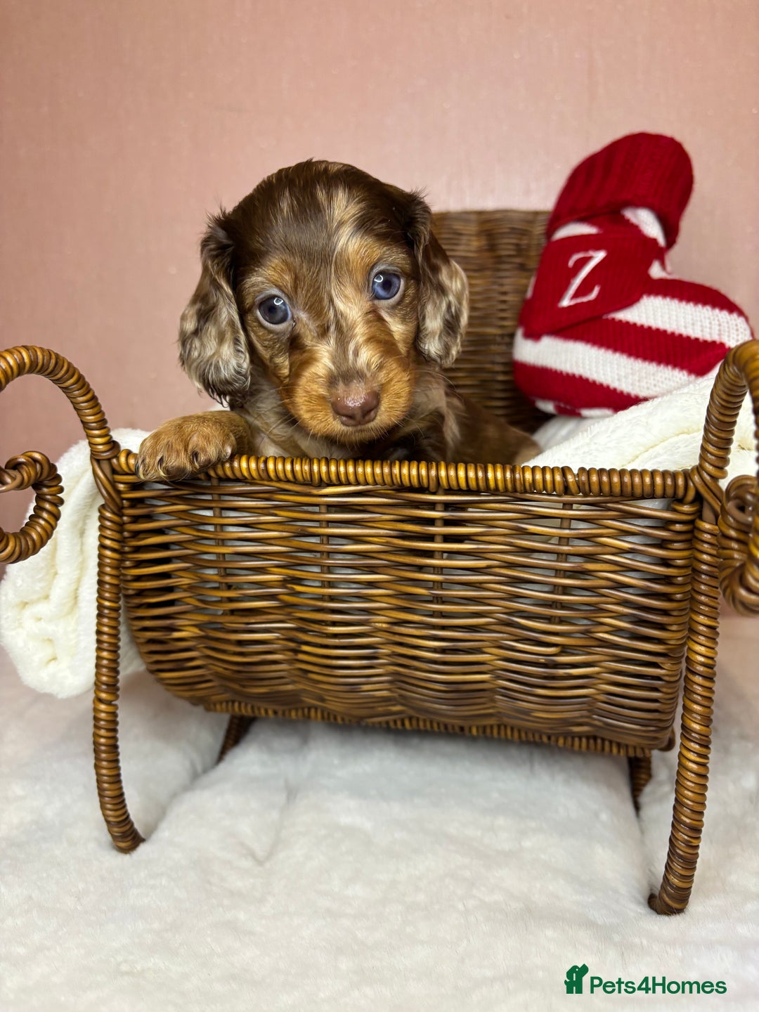 Miniature Dachshund dogs for sale: Champion Longhaired Miniature Dachshund Puppies - Advert 19